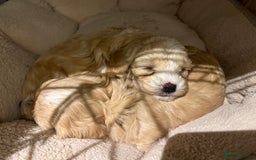 Maltipoo dogs for sale: Maltipoo Puppies  - Image 11