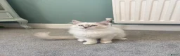 Ragdoll cats for sale: GCCF Mitted Lilac Lynx Active boy - Advert 29