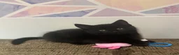 Mixed Breed cats for sale: 4 Beautiful Kittens Looking for Loving Homes!  in Dagenham - Advert 7