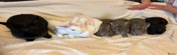 New Zealand rabbits for sale: New Zealand baby’s  - Advert 7