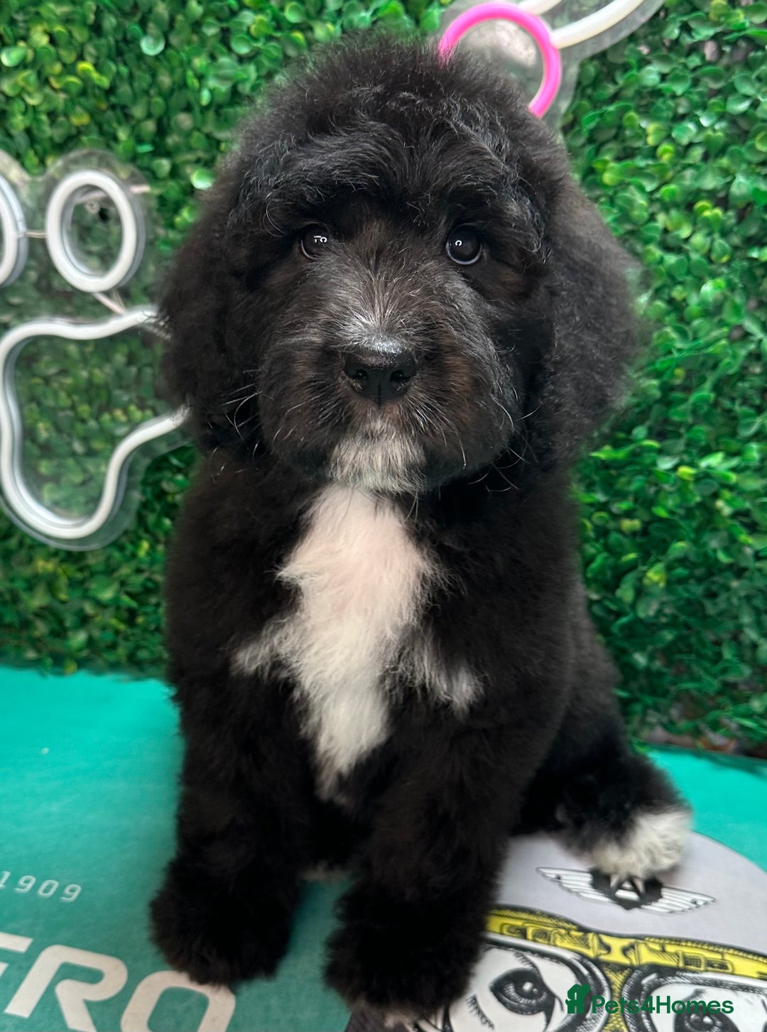 Saint Bernard dogs for sale: *Reduced* F1 St Berdoodle  - Image 35