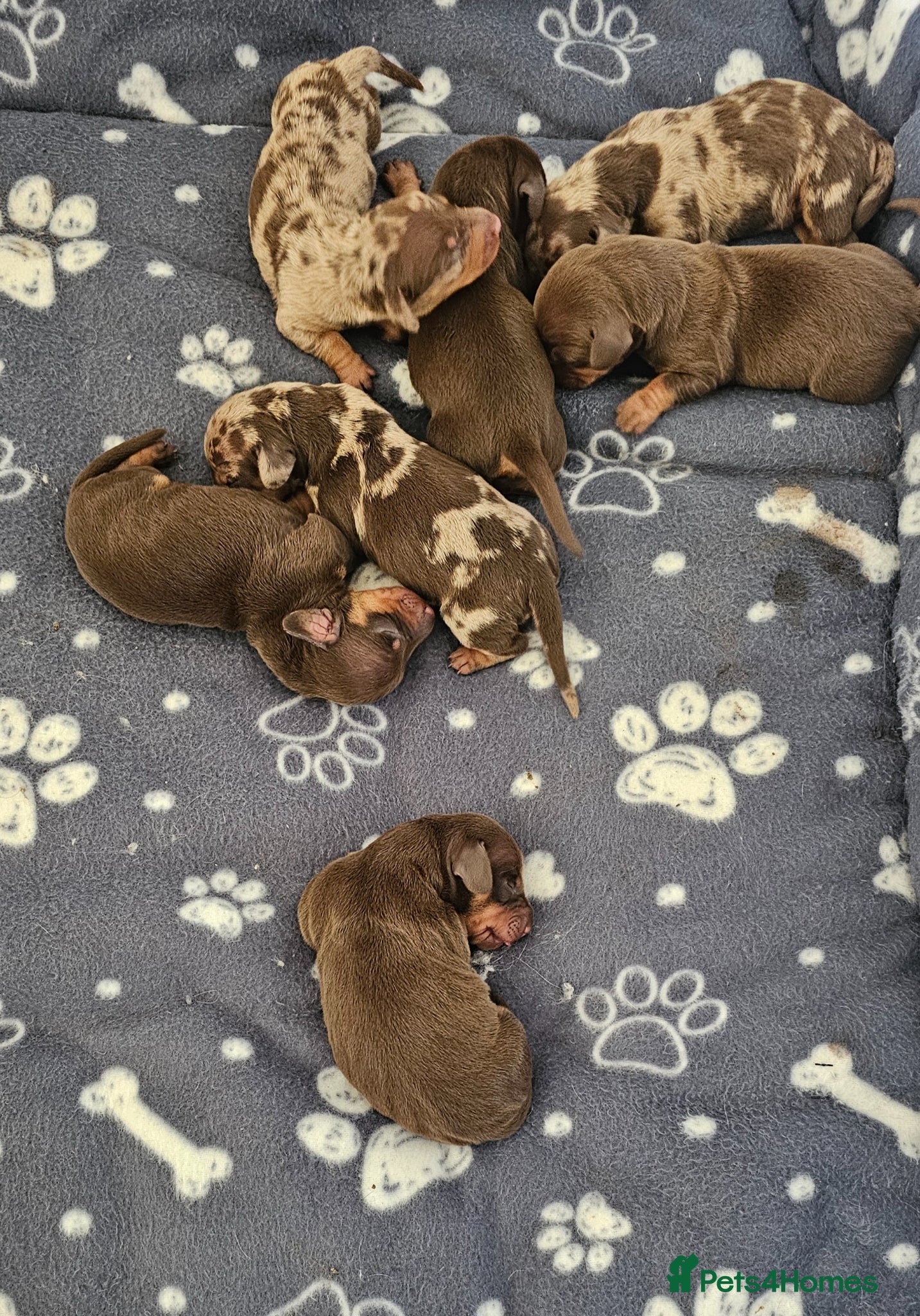 Dachshund dogs Stunning puppies, kc registered parents  - Advert 1