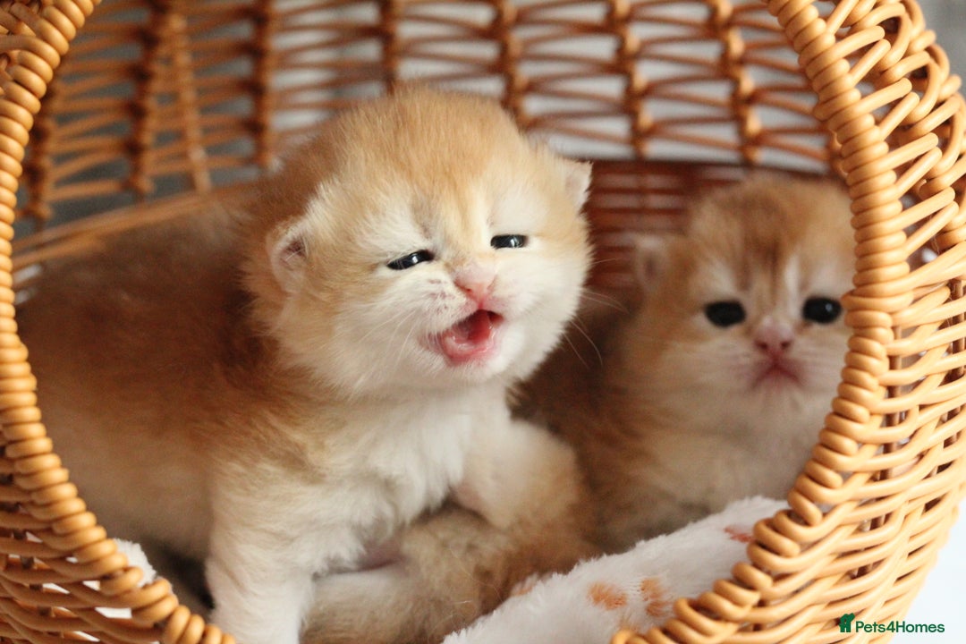 British Shorthair cats for sale: Gorgeous BSH Golden Chinchilla ny12 - Advert 16