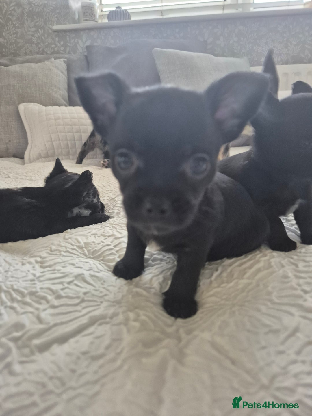 Chihuahua dogs for sale: 4 pure breed chihuahua, 2 merle  2 twins - Advert 25