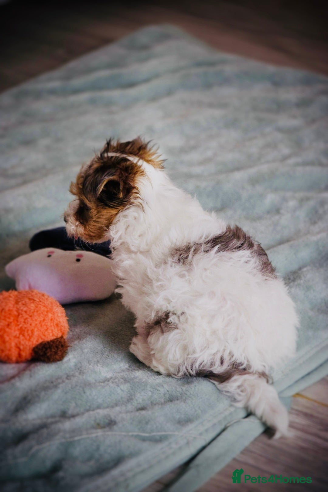 Yorkshire Terrier dogs for sale: ❤️ Beautiful merle Yorkshire terrier ready now❤️ - Image 22