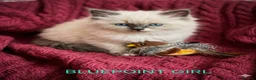 Ragdoll cats for sale: Gorgeous Blue Point Ragdoll Litter - Advert 3