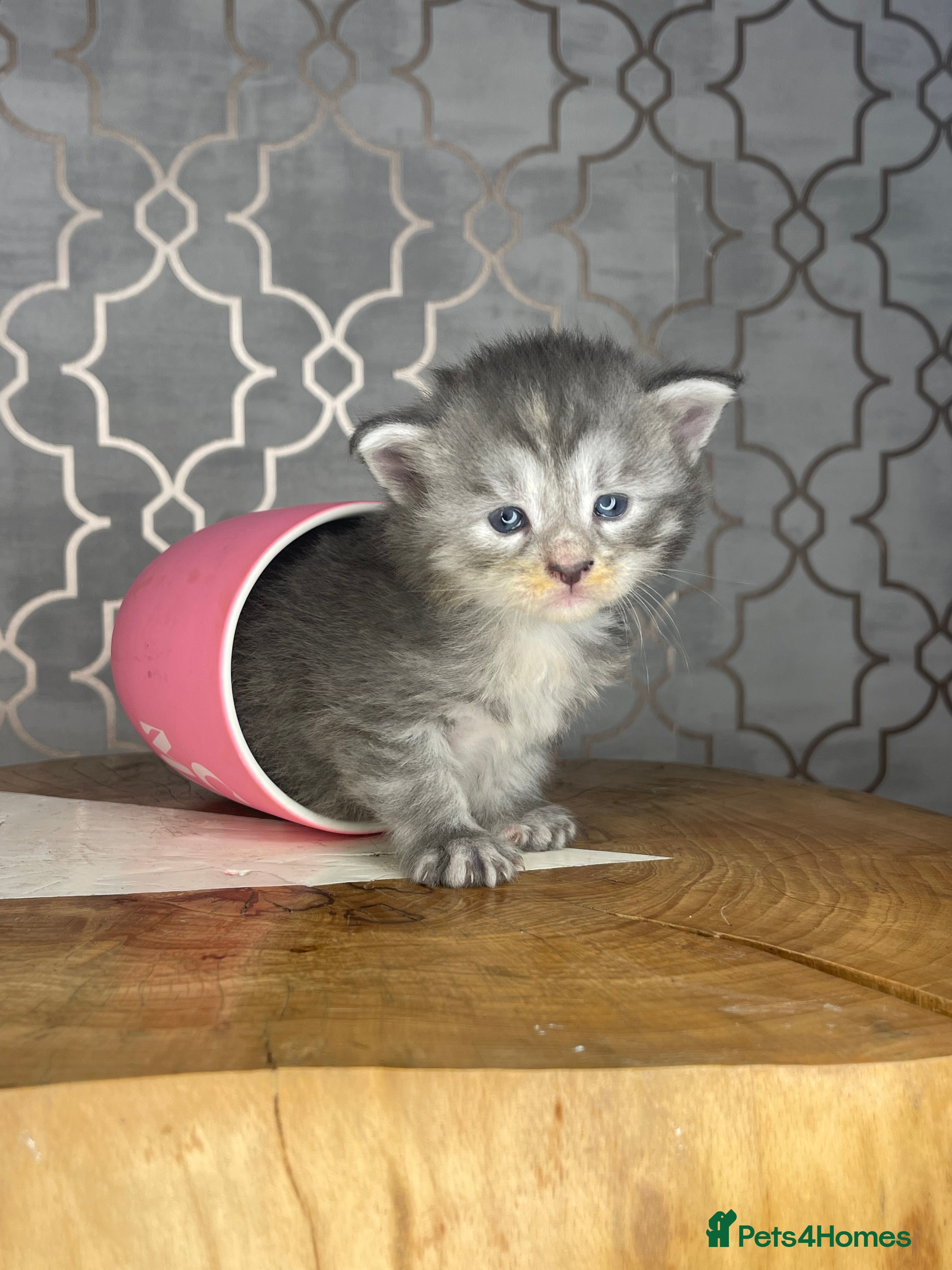 Maine Coon cats 🐾💛5 Sweet Maine Coons looking for forever home💛 - Advert 13