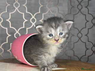 Maine Coon cats 🐾💛5 Sweet Maine Coons looking for forever home💛 - Advert 5