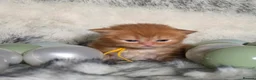 British Longhair cats for sale: Golden British Longhaired kittens  - Advert 8