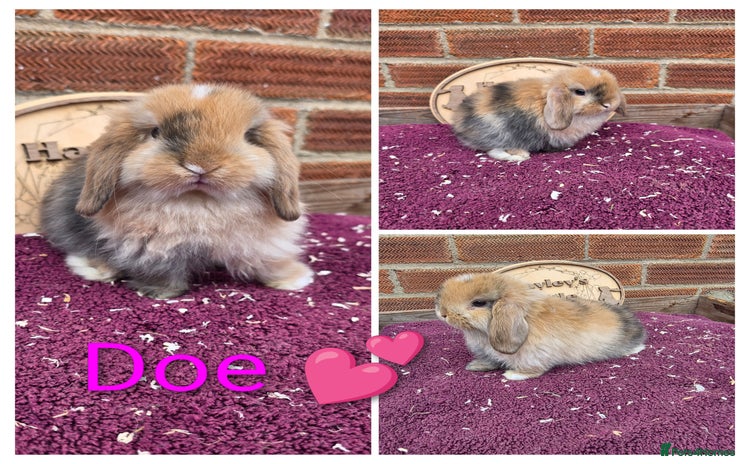 Mini Lop rabbits - Advert 1
