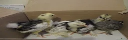 Chickens poultry for sale: Blue laying hybrid Pekin/Araucana  Bantamss - Advert 6