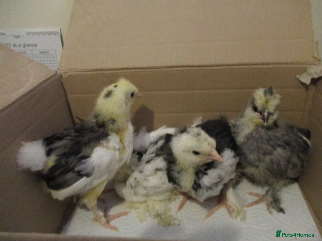 Chickens poultry for sale: hybrid Pekin/Araucana  Bantamss - Advert 8