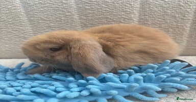 Mini Lop rabbits - Advert 2