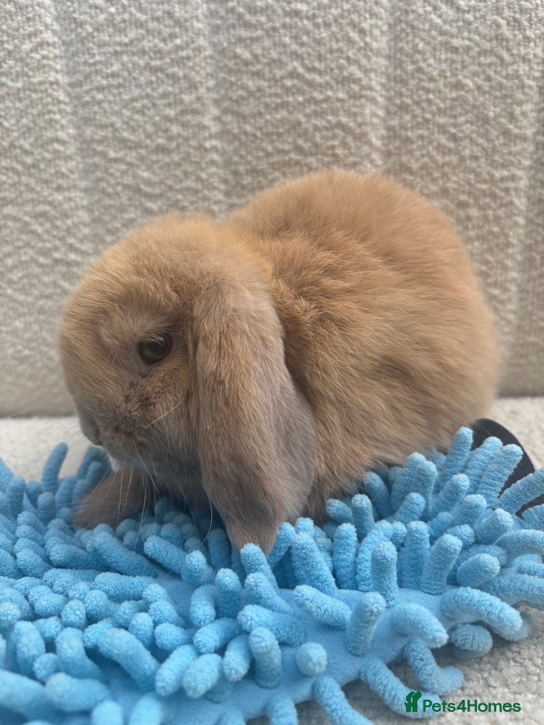 Mini Lop rabbits for sale: Pure bred mini lops - ready to leave  - Image 3