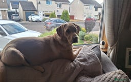 Labradoodle dogs for sale: Labradoodles x2 boys. Alloa - Image 10