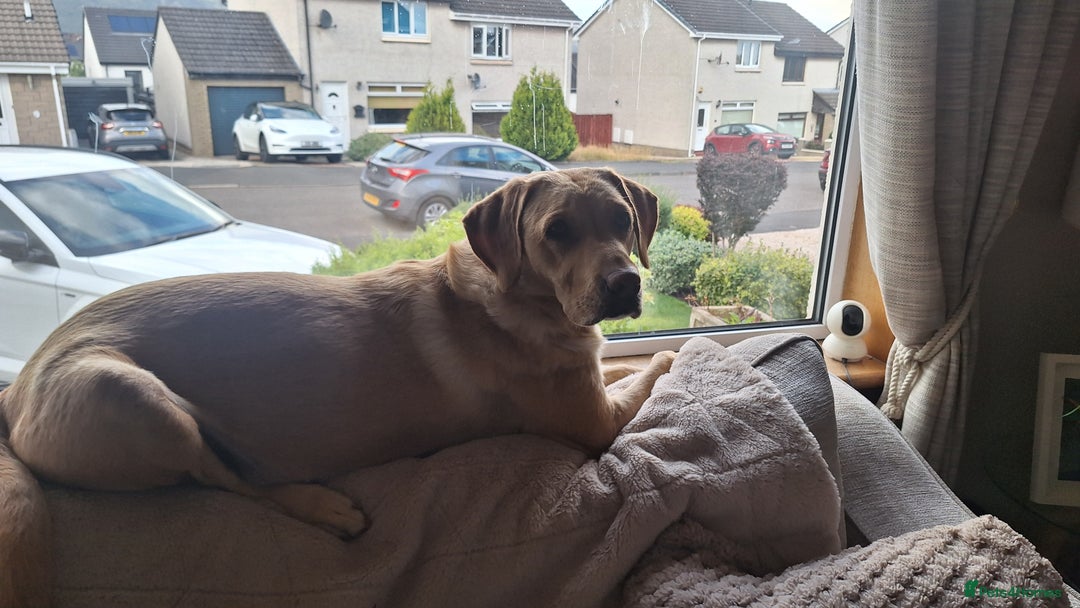 Labradoodle dogs for sale: Labradoodles x2 boys. Alloa - Image 10