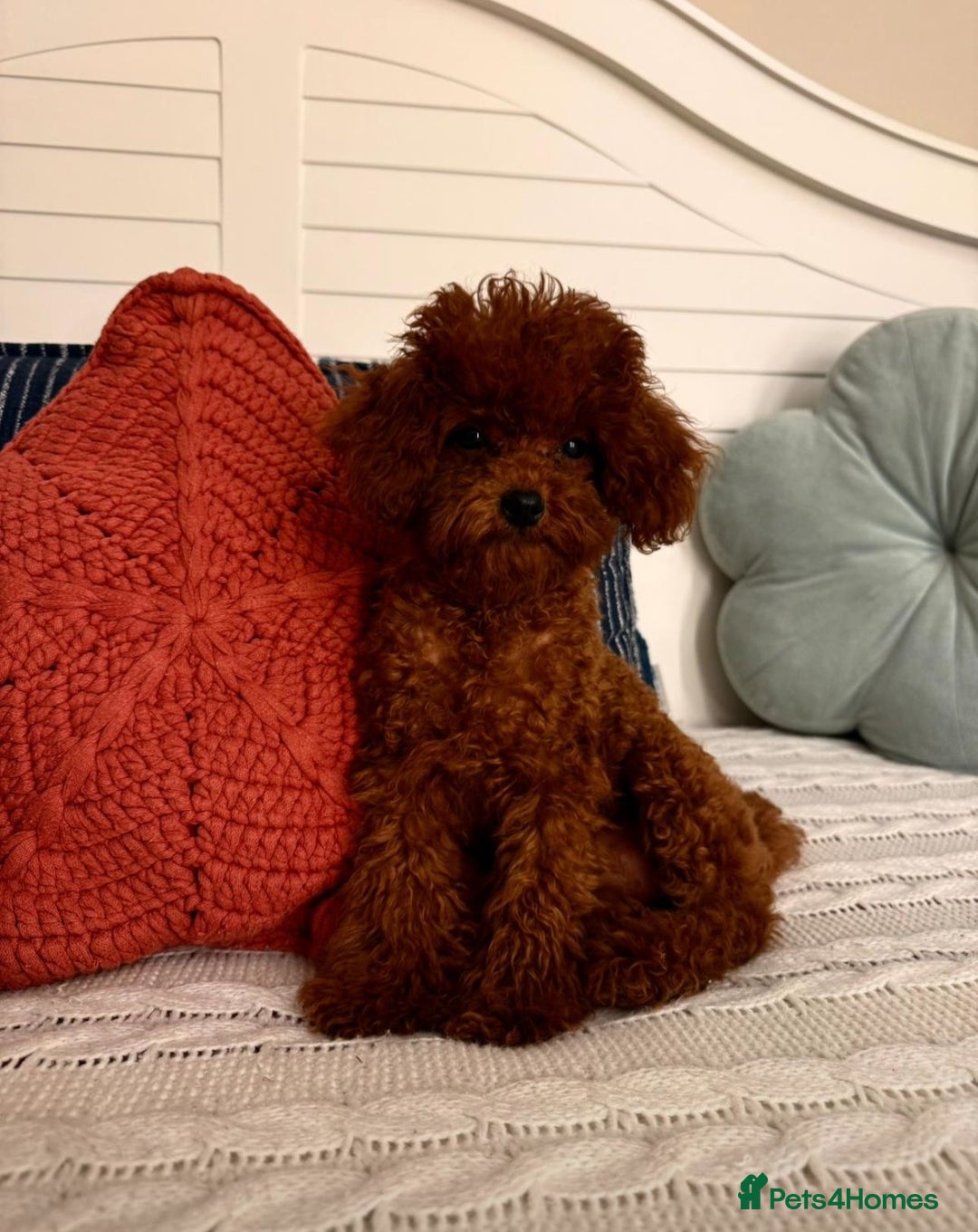 Toy Poodle dogs for sale: Asian toy poodle girls  - Advert 2