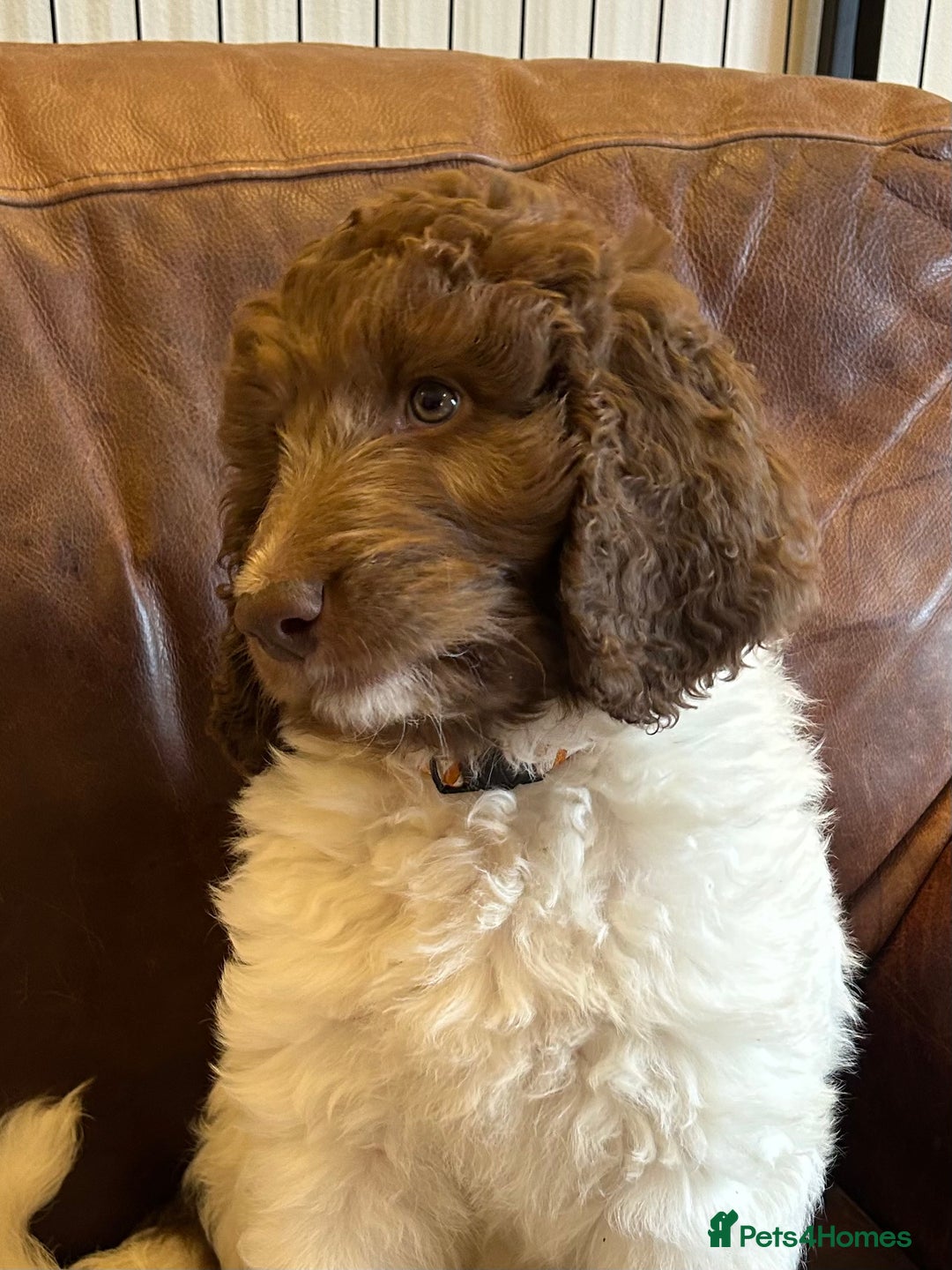 Newfypoo dogs for sale: F1B Newfypoo Girl  - Advert 5