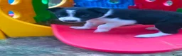 Border Collie dogs for sale: Fully Health Tested Border Collie Puppy For Sale in Coleford - Advert 5