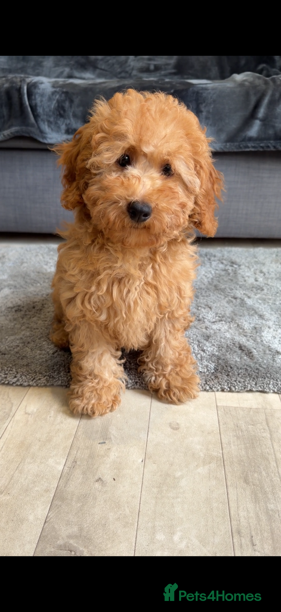 Maltipoo dogs Beautiful happy health tested,Maltipoo fur babies  - Advert 2