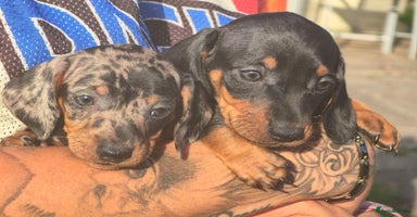 Dachshund dogs - Advert 12