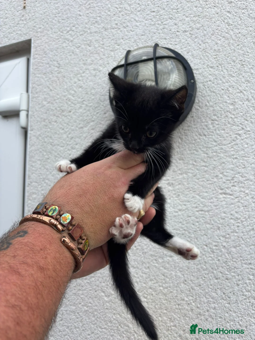 Mixed Breed cats for sale: 3 black and white kittens 1 grey and white  - Advert 1