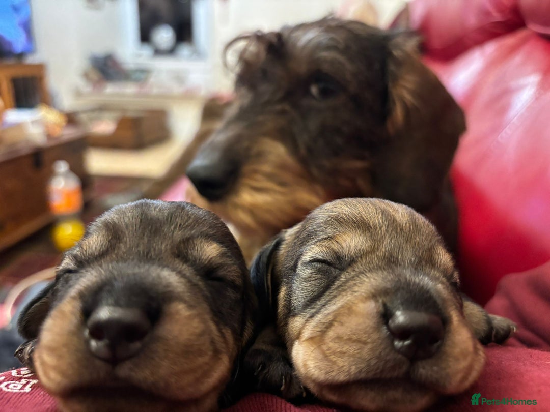 Dachshund dogs for sale: Gorgeous Wirehair Dachsund Pups - Image 5