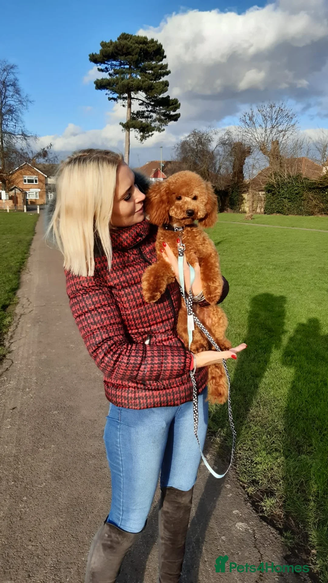 Toy Poodle dogs for stud: Health tested toy poodle  in Feltham - Advert 2