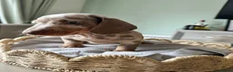 Miniature Dachshund dogs for sale: Beautiful Daches  - Advert 8