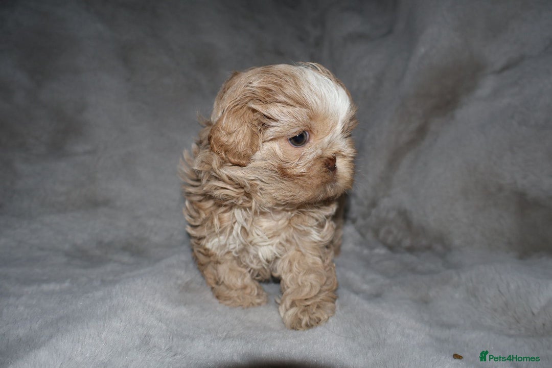 Shih Tzu dogs for sale: ✨️Exceptional Imperial Litter Ready Mid December✨️ - Advert 25