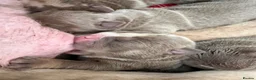 English Bulldog dogs for sale: KC English Bulldog Puppies – Health Tested Parents - Advert 5
