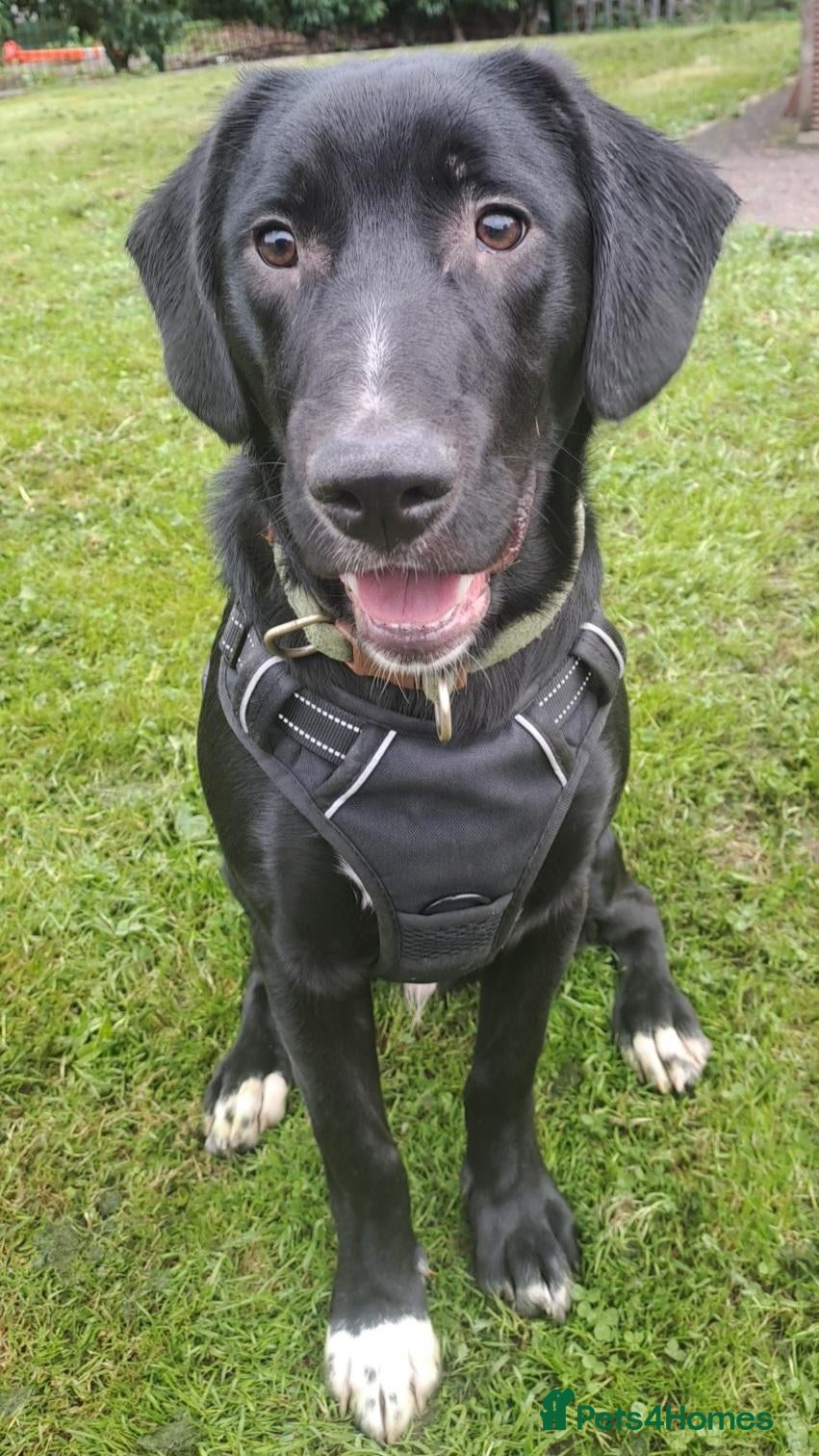 Mixed Breed dogs Black Lab/Beagle Puppy - Advert 18