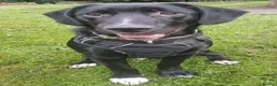 Mixed Breed dogs for sale: Black Lab/Beagle Puppy in Belfast - Advert 1