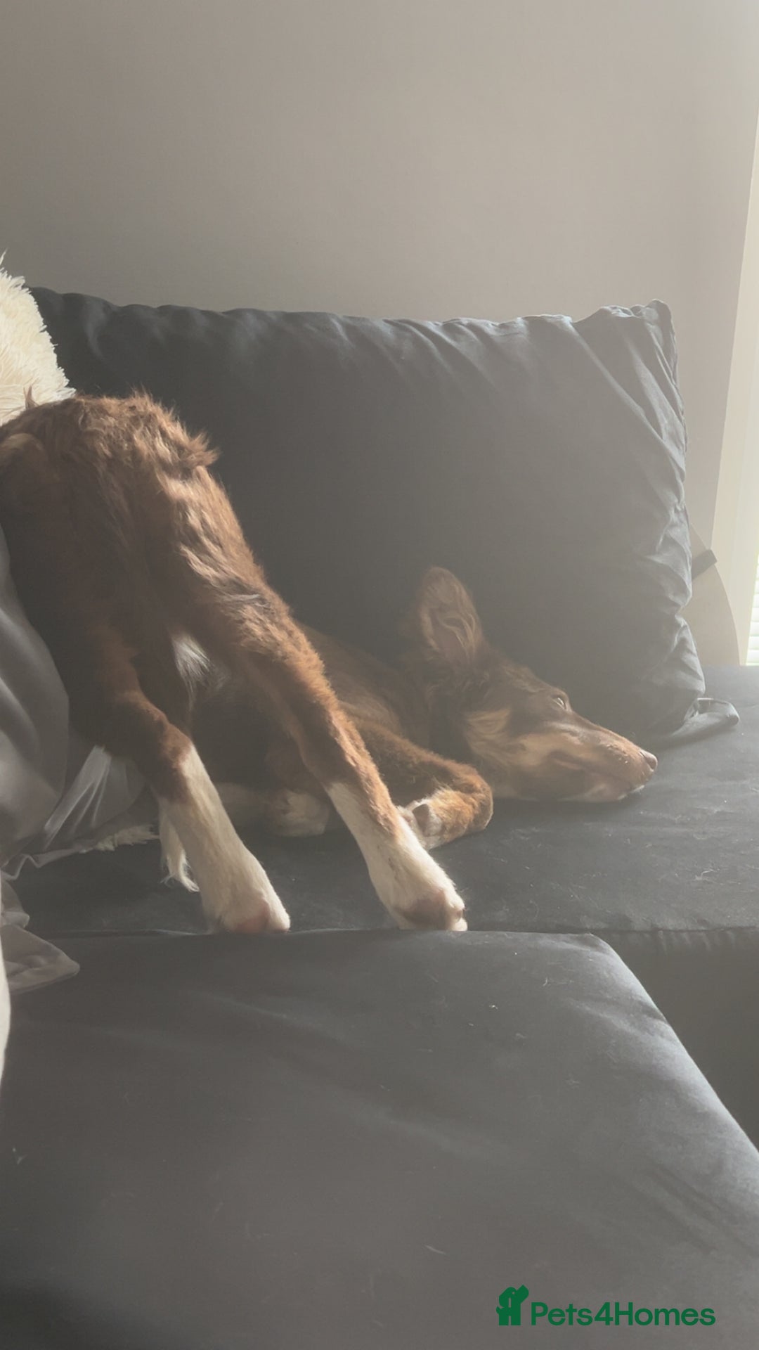 Border Collie dogs for sale: Female border collie  - Image 3