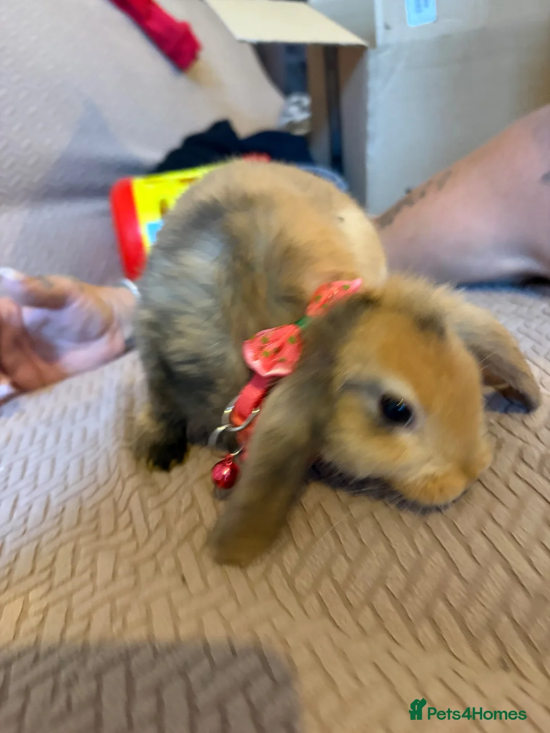 Mixed Breed rabbits for sale: Baby rabbits in Crawley - Advert 6