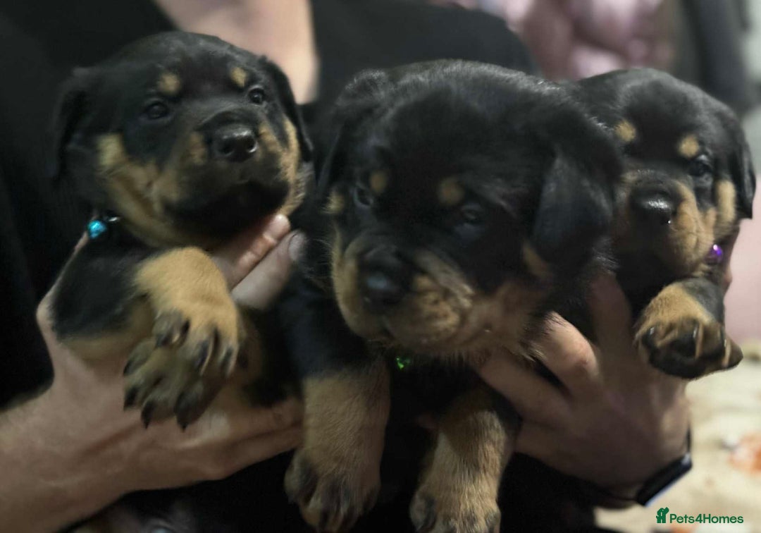 Rottweiler dogs for sale: Beautiful Rottweiler puppies  - Image 7