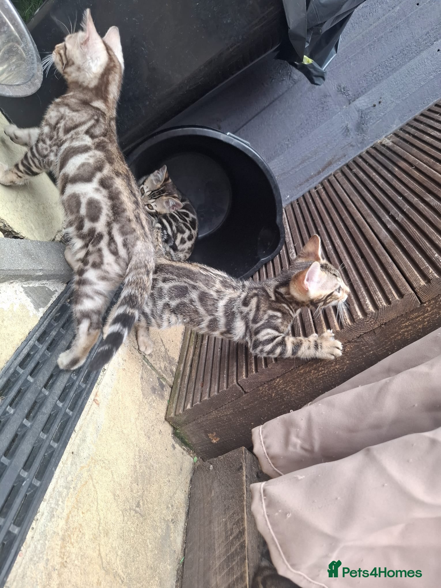 Bengal cats ❤️ Outstanding TICA Registered Bengal Kittens ❤️ - Advert 2