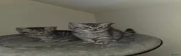 British Shorthair cats for sale: 2 male kittens - Advert 6
