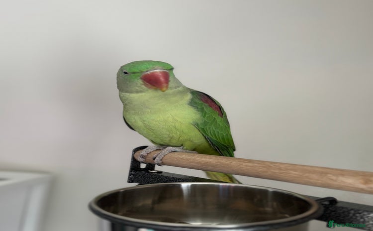 Conures birds - Advert 1