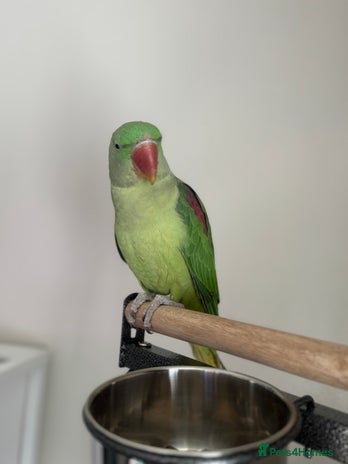 Conures birds - Advert 1