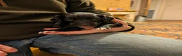 Cocker Spaniel dogs for sale: Cocker spaniel puppies in Avoch - Advert 7
