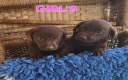 Labrador Retriever dogs for sale: Labrador Pups - Image 5