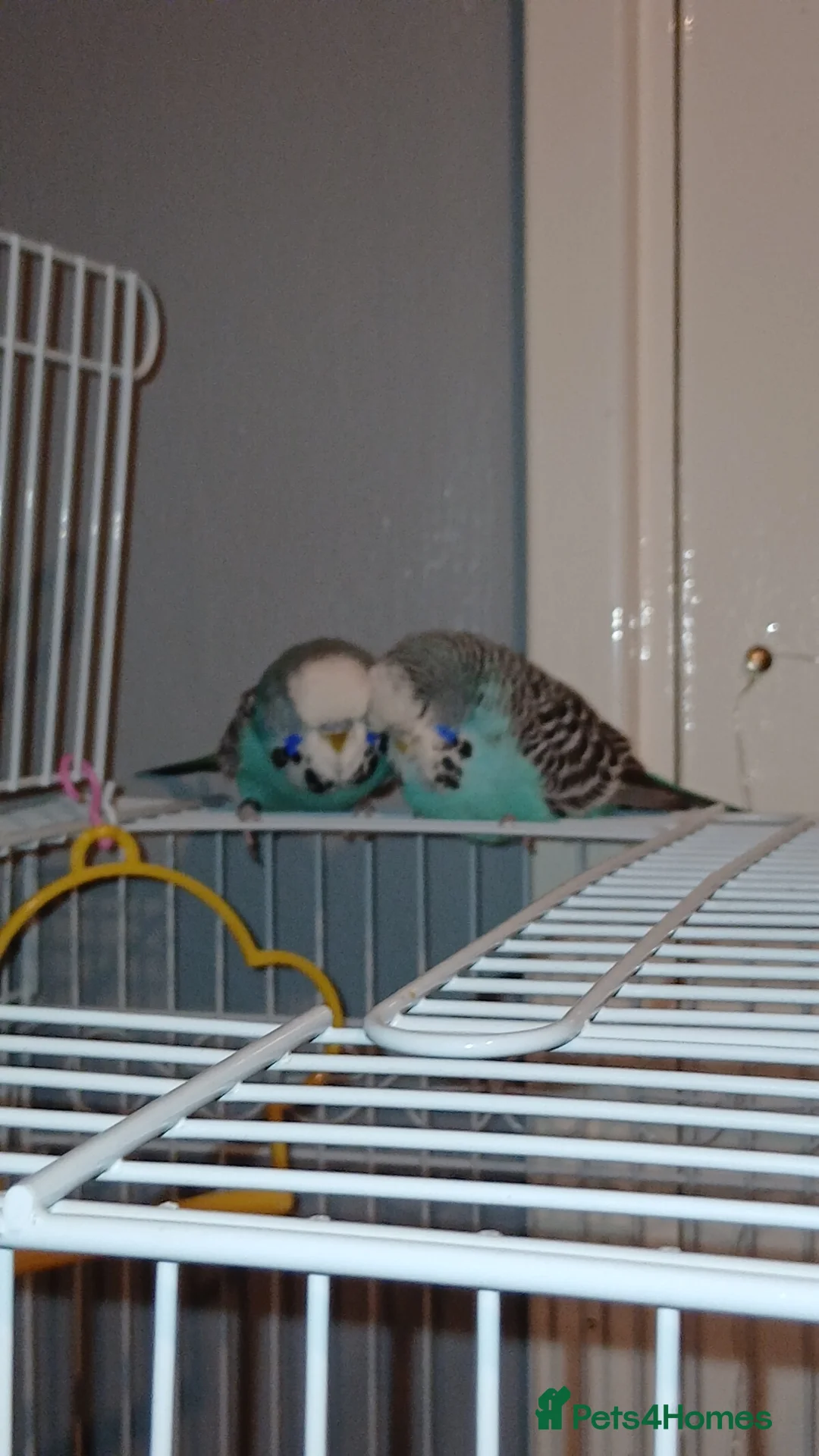 Budgerigars birds for sale: 2 male budgies  - Advert 6