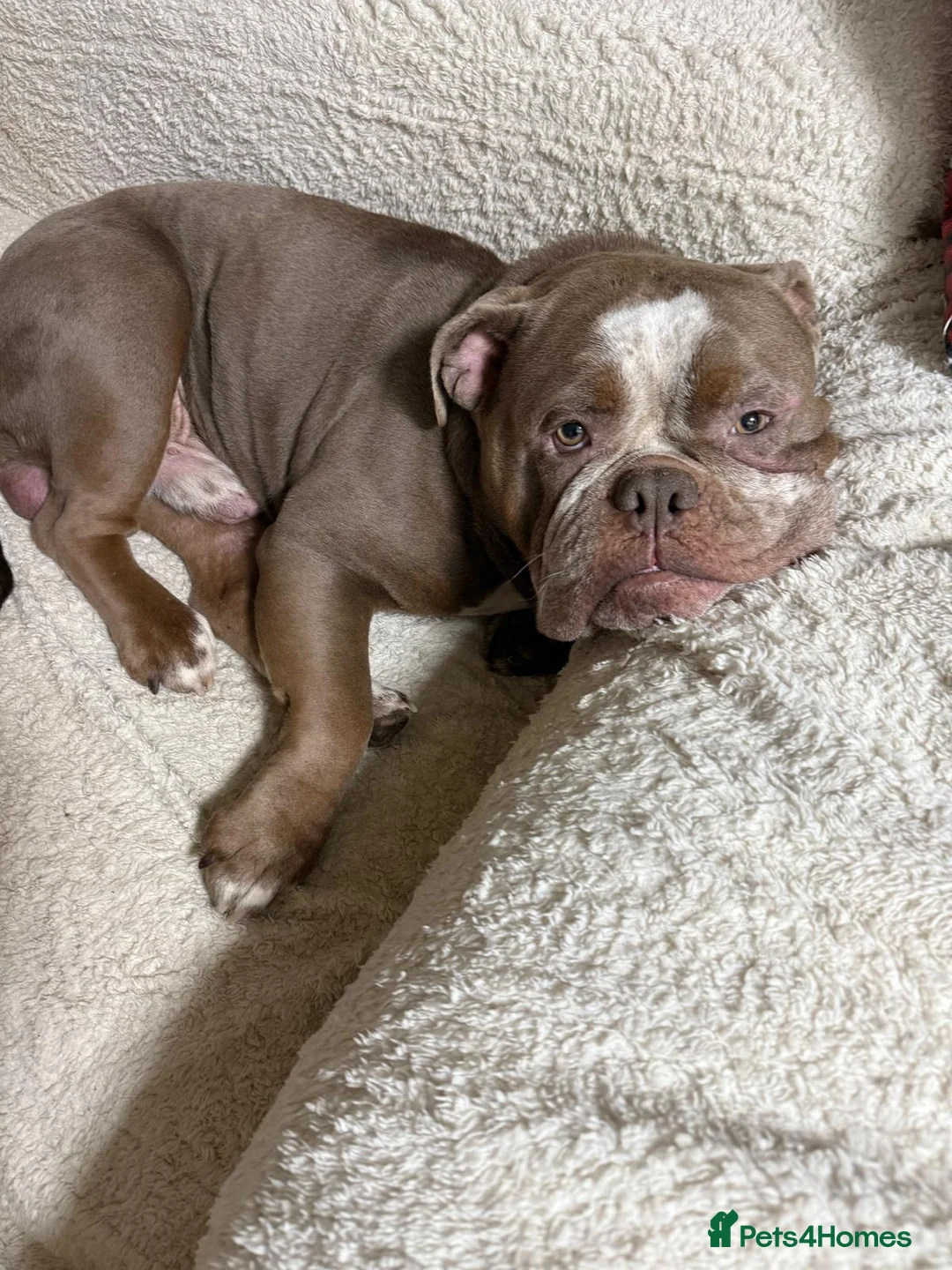 Olde English Bulldogge dogs for sale: Ollie - Looking for a loving home - Advert 8