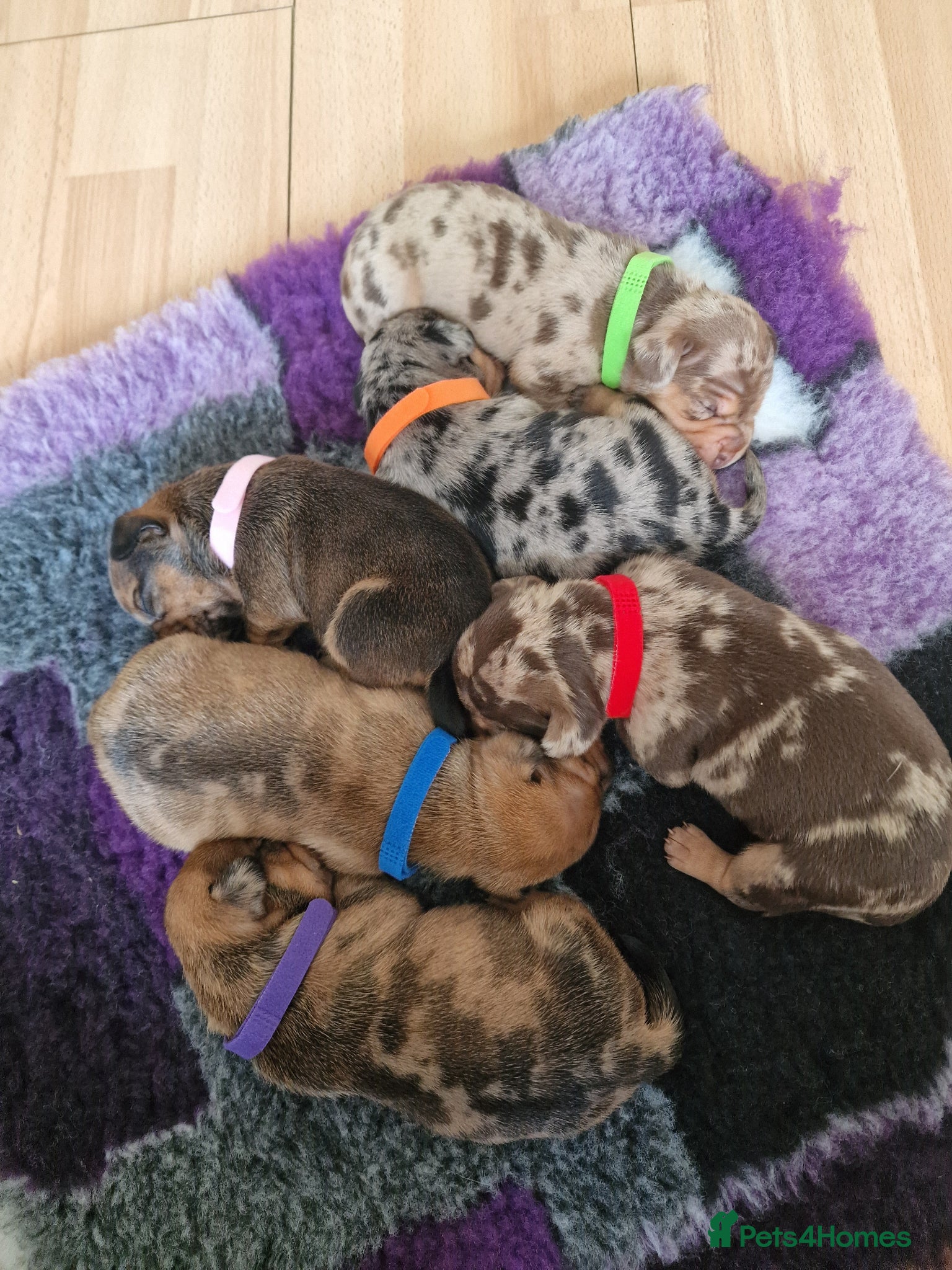Mixed Breed dogs French Bulldog x Miniature Dachshund Puppies - Advert 2