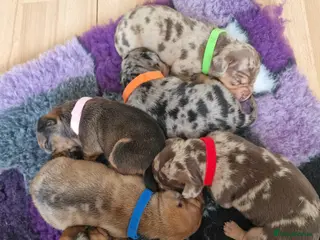 Mixed Breed dogs French Bulldog x Miniature Dachshund Puppies - Advert 1