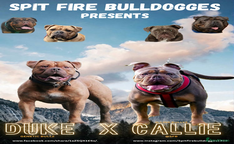 Olde English Bulldogge dogs - Advert 1