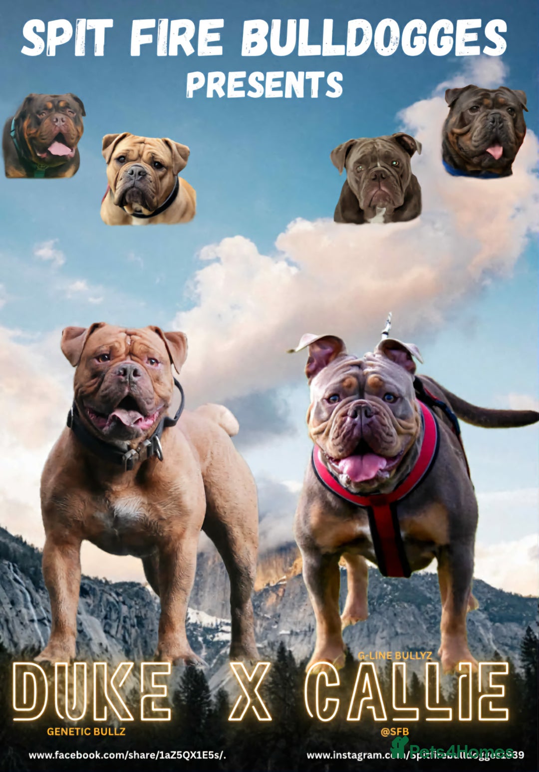 Olde English Bulldogge dogs for sale: Genetic Clear, Hip & Elbow Graded Breeding - Image 1