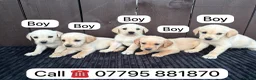 Goldador dogs for sale: Goldador puppies 9 available  - Advert 38