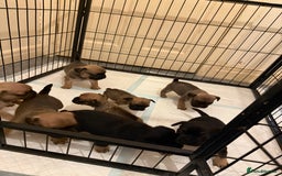 Frug dogs for sale: 3/4 Frenchie 1/4 pug puppies for sale  - Image 6